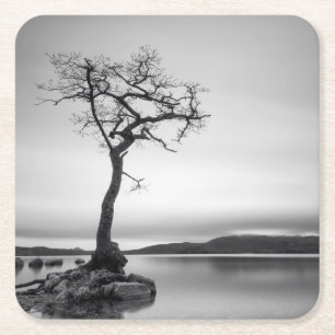 Lonely Bare Tree Square Paper Coaster