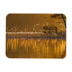 Lonely bench by the lake in the golden light magnet