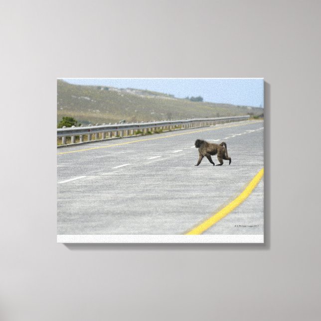 Lonely Chacma baboon crossing highway road Canvas Print (Front)
