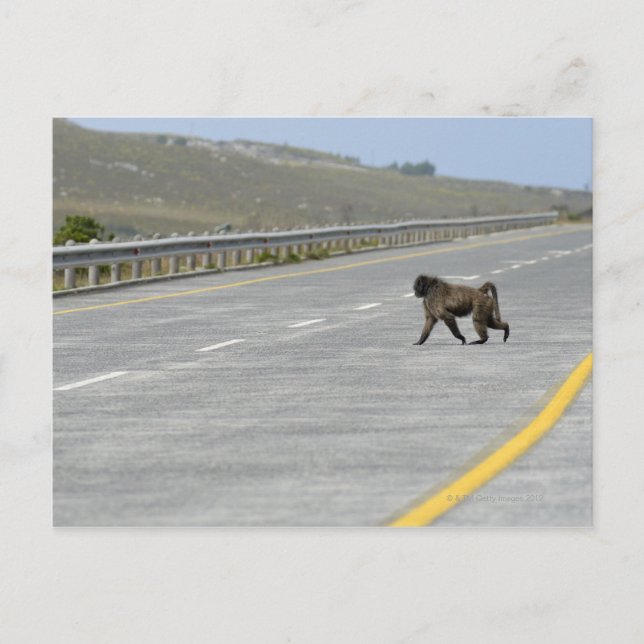 Lonely Chacma baboon crossing highway road Postcard (Front)