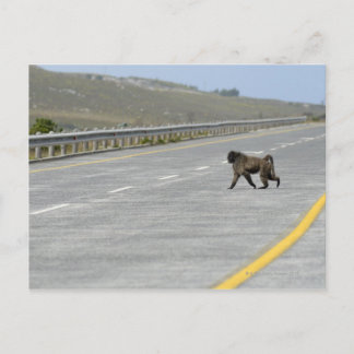 Lonely Chacma baboon crossing highway road Postcard