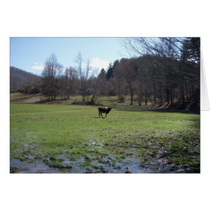 Lonely Cow