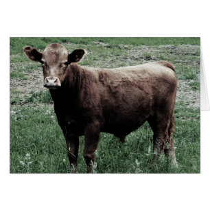 Lonely Cow