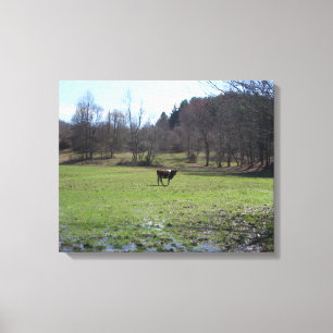 Lonely Cow Canvas Print