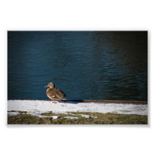 Lonely Duck Photo Print