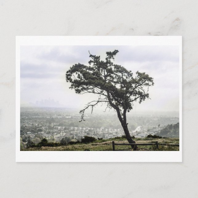 Lonely Freakin Tree Postcard (Front)