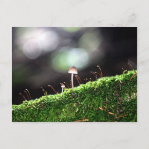 Lonely Fungus Postcard