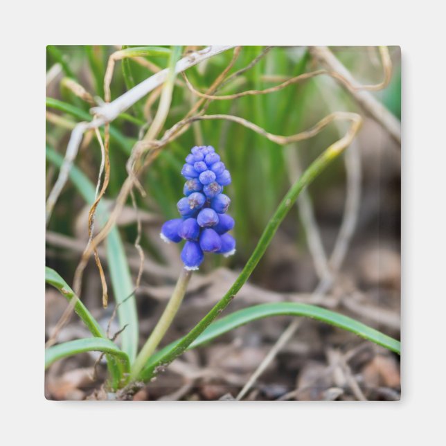 Lonely Grape Hyacinth Magnet (Front)