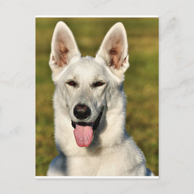 Lonely like the wolf postcard (Front)