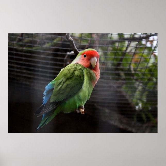 Lonely Lovebird Poster (Front)