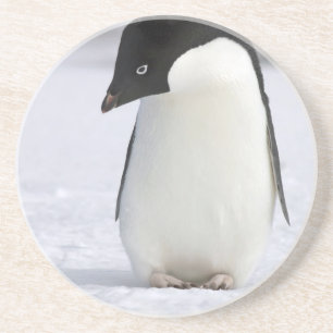 Lonely Penguin Coaster