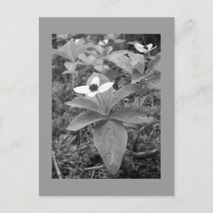 Lonely Postcard
