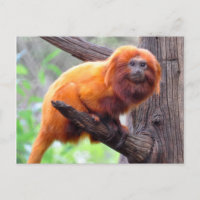 Lonely Red Leaf Monkey