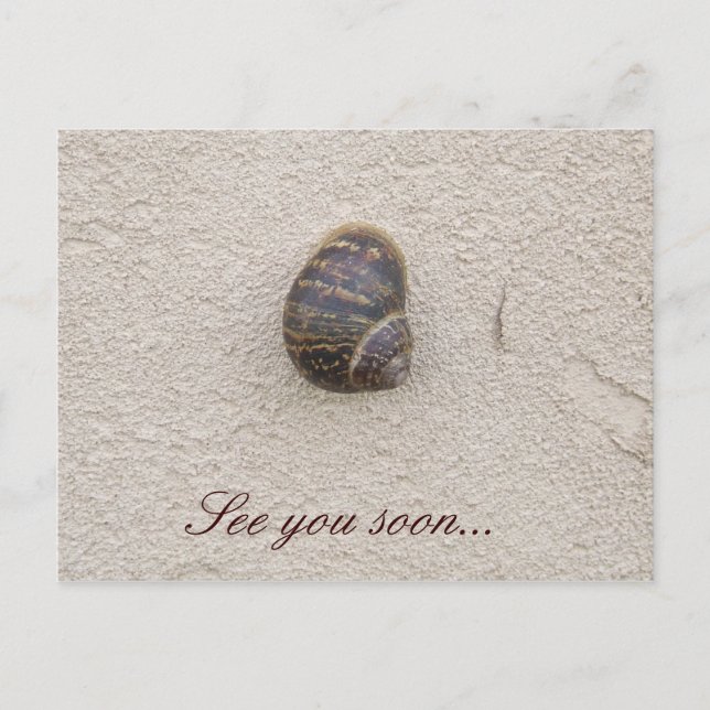 Lonely Snail on the Wall Postcard (Front)