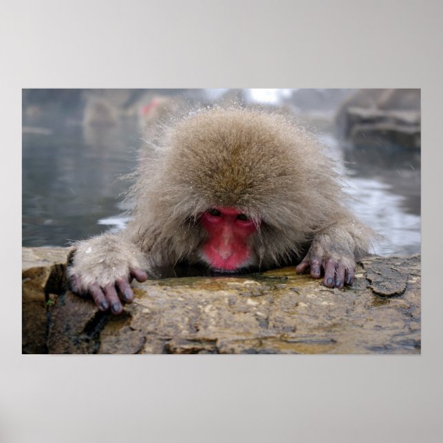 Lonely snow monkey in Nagano, Japan Poster (Front)