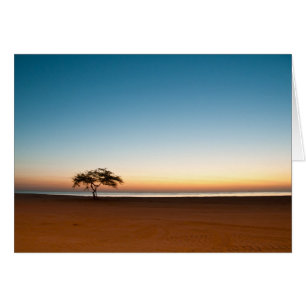Lonely tree at sunrise in Kuwait