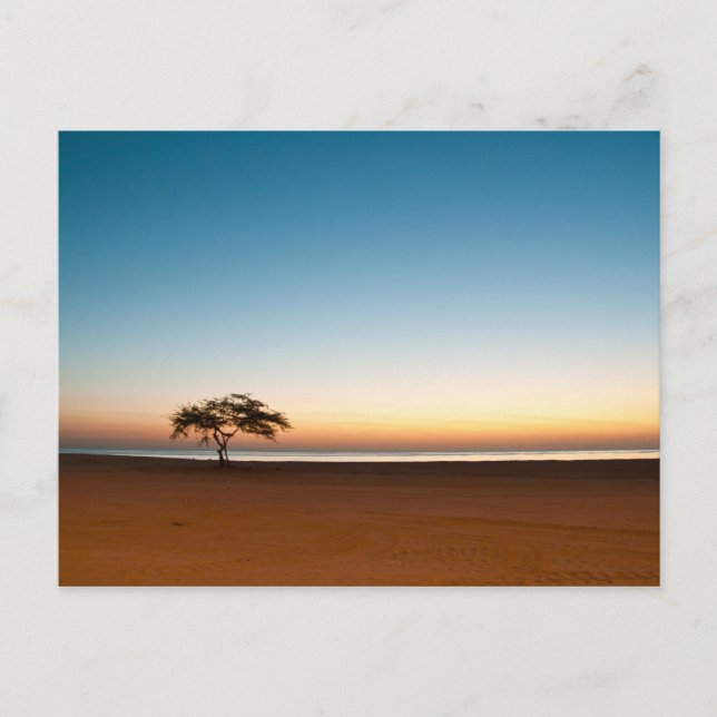 Lonely tree at sunrise in Kuwait Postcard (Front)