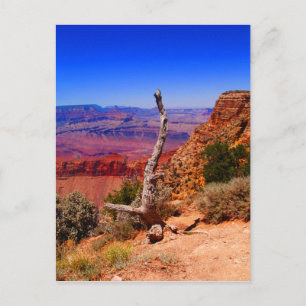 Lonely tree at the Grand Canyon in Arizona Postcard