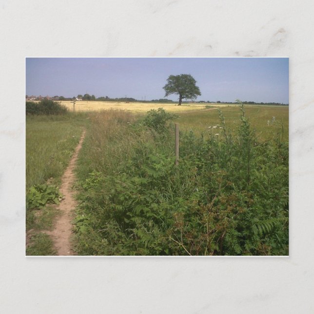 Lonely tree postcard (Front)