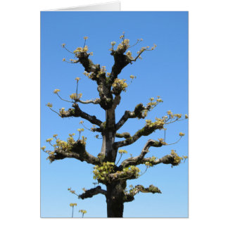 Lonely Tree - TBD series