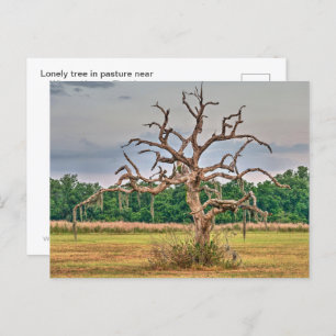 Lonely tree Winter Haven, Florida Postcard