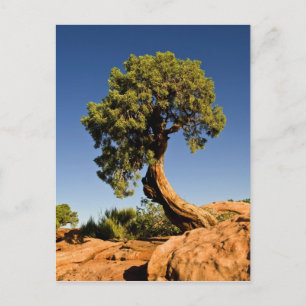 Lonesome Cedar, Deadhorse Point State Park, Postcard