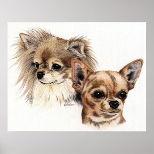 Long and smooth coat Chihuahuas Poster