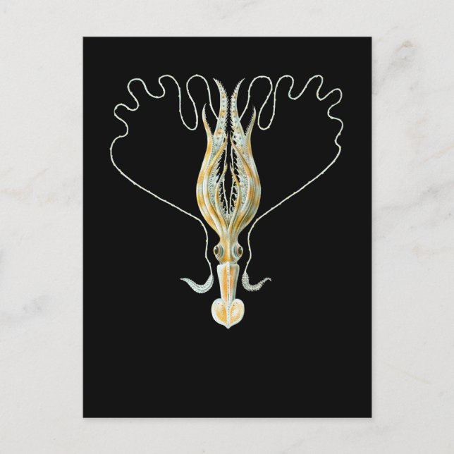 Long-armed Squid Postcard (Front)