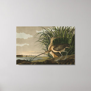 Long-billed Curlew from Audubon's Birds of America Canvas Print