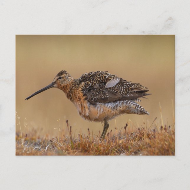 Long-billed Dowitcher Postcard (Front)