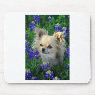 Long Coat Chihuahua in Blue Bonnets Mouse Pad