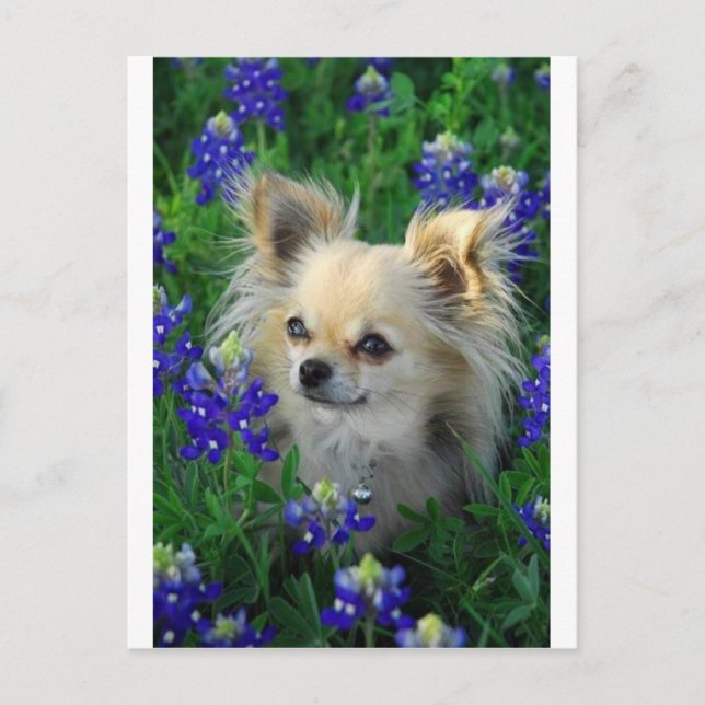 Long Coat Chihuahua in Blue Bonnets Postcard (Front)