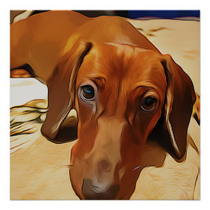 Long Dachshund Is Lying On The Bed Poster