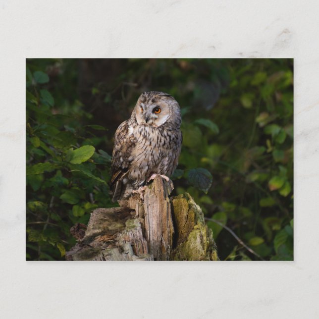Long-eared Owl between leaves Postcard (Front)
