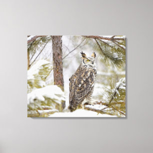 Long eared owl canvas print