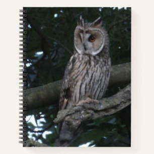 Long-eared Owl Close up Notebook