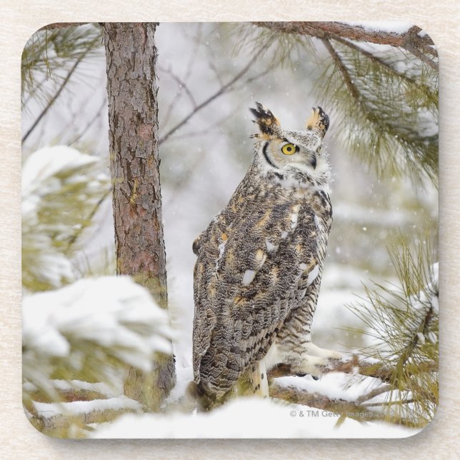 Long eared owl coaster (Front)