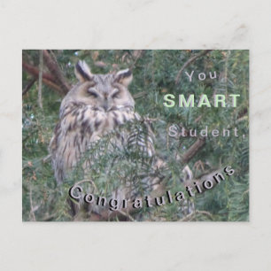 Long-eared Owl Congratulations Postcard