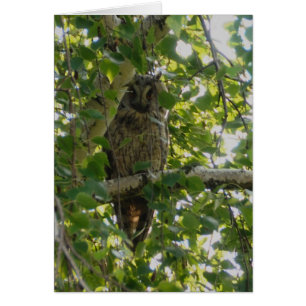 Long eared owl in tree - asio otus