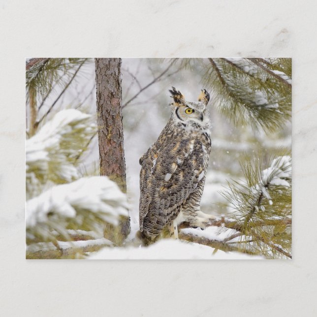 Long eared owl postcard (Front)