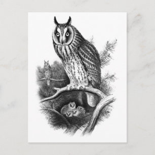 Long-eared Owl Sketch Postcard