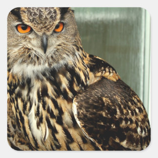 Long Eared Owl Stickers