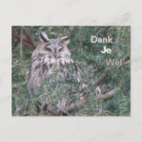 Long-eared Owl Thank You Postcard