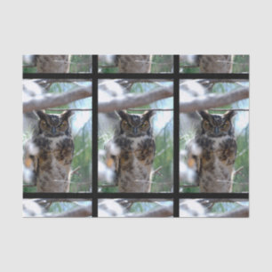 Long-Eared Owl Tissue Paper