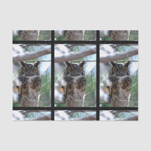 Long-Eared Owl Tissue Paper (Front)