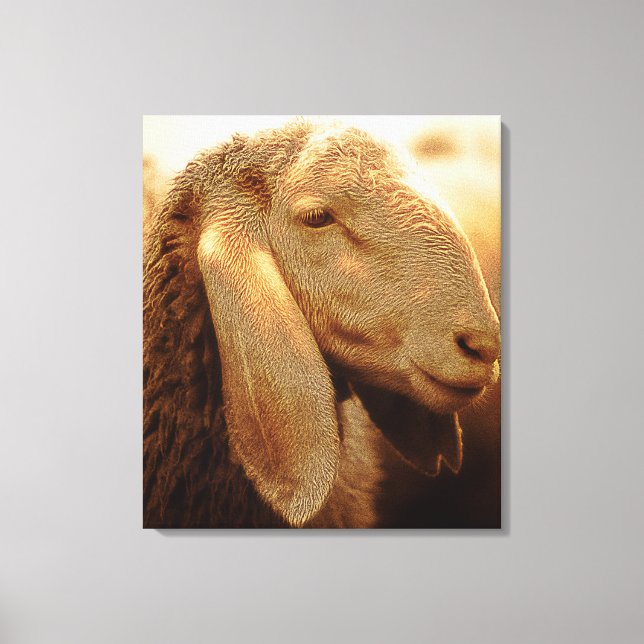 Long Eared Sheep Dolomites, Italy Canvas Print (Front)
