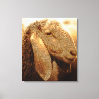 Long Eared Sheep Dolomites, Italy Canvas Print