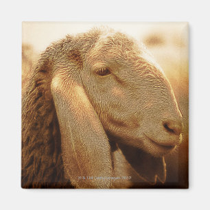Long Eared Sheep Dolomites, Italy Magnet