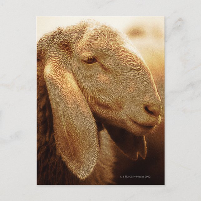 Long Eared Sheep Dolomites, Italy Postcard (Front)