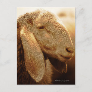 Long Eared Sheep Dolomites, Italy Postcard